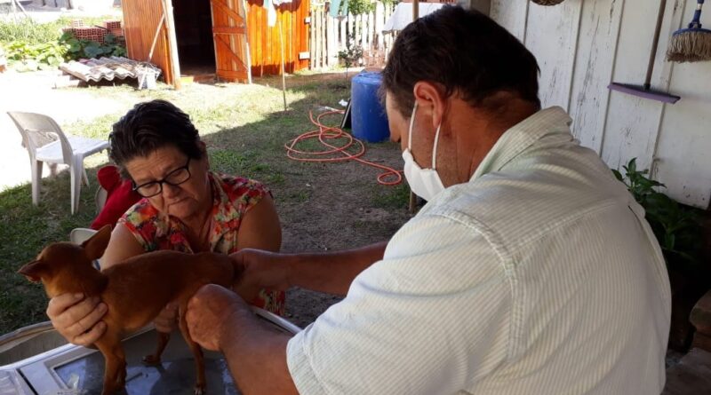 Médico veterinário em atendimento